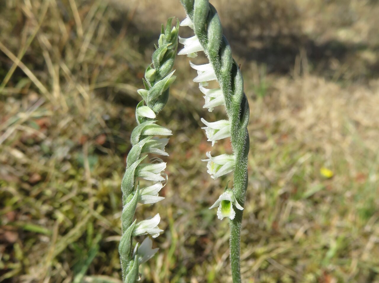 Изображение особи Spiranthes spiralis.