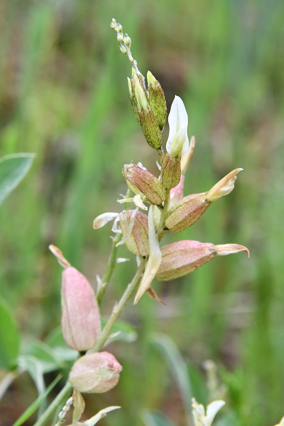 Image of Astragalus heterotrichus specimen.