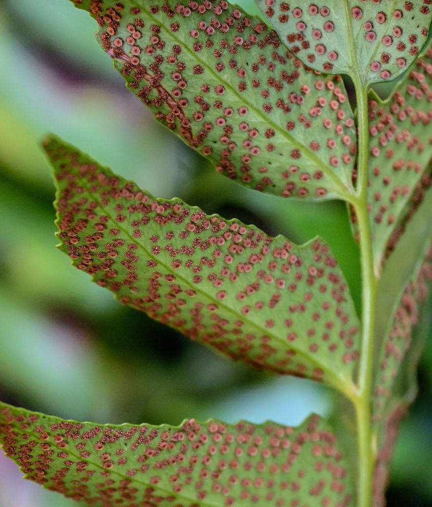 Изображение особи Cyrtomium falcatum.