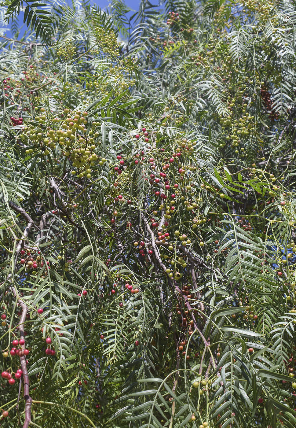 Image of Schinus molle specimen.