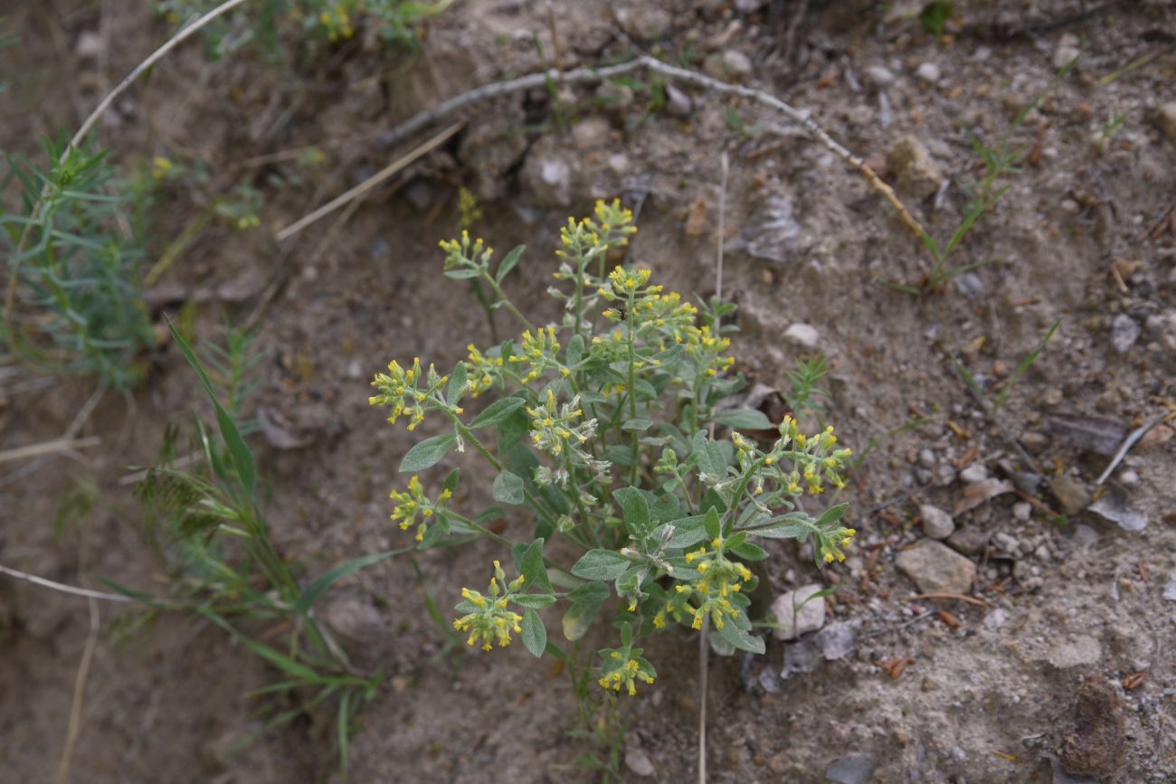 Изображение особи семейство Brassicaceae.