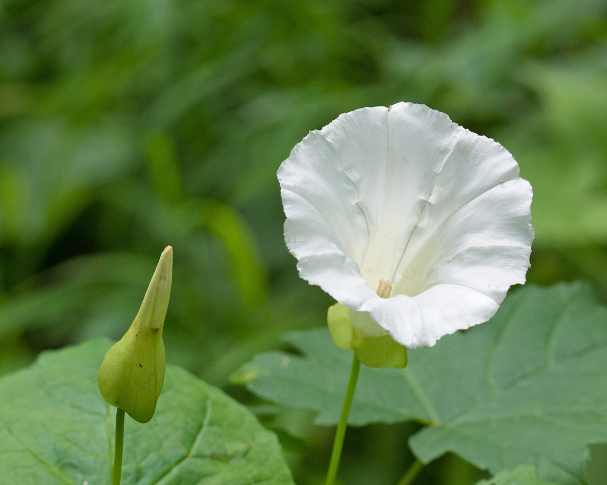 Изображение особи Calystegia sepium.