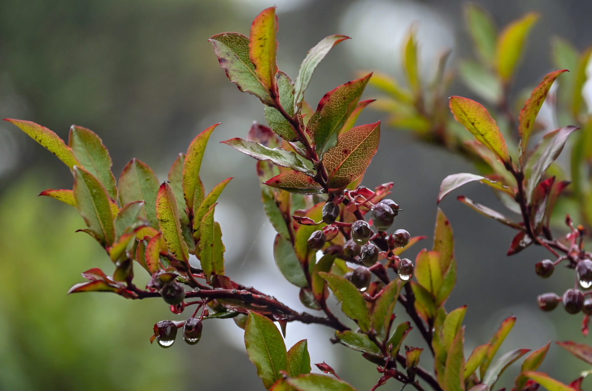 Изображение особи Vaccinium padifolium.