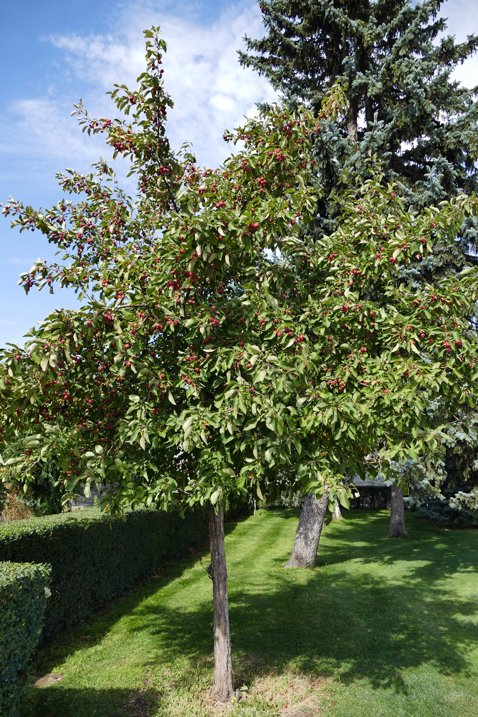 Image of Malus prunifolia specimen.