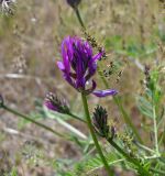 семейство Fabaceae. Цветущее и расцветающее соцветия. Калмыкия, г. Элиста, пагода \"Золотая обитель Будды Шакьямуни\", сорное на каскадной клумбе. 02.05.2025.