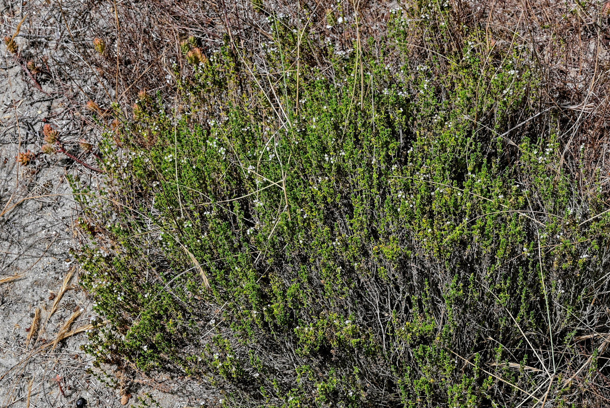 Изображение особи род Thymus.
