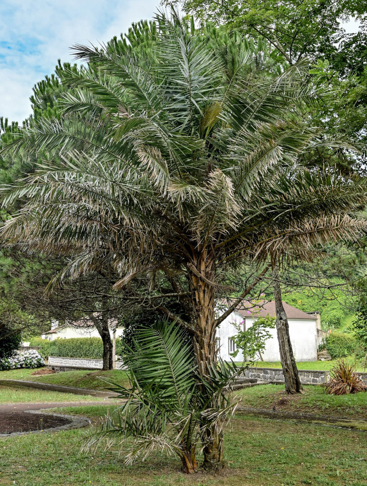 Image of Phoenix pusilla specimen.