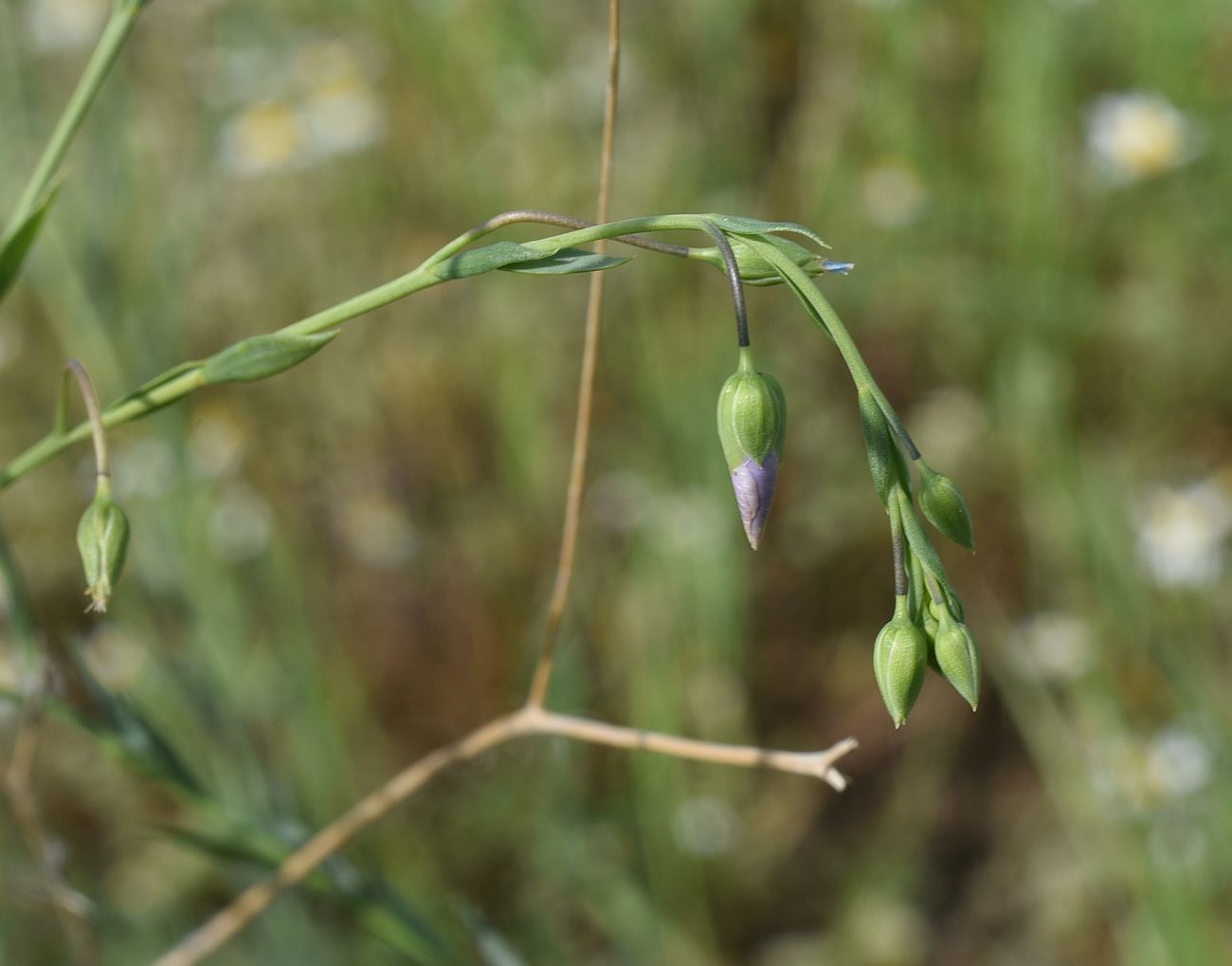 Изображение особи Linum austriacum.