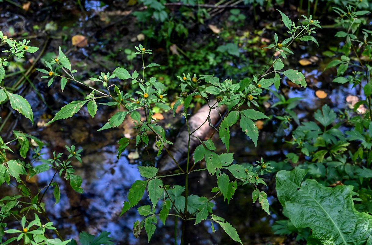 Изображение особи Bidens frondosa.
