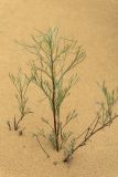 Artemisia tschernieviana