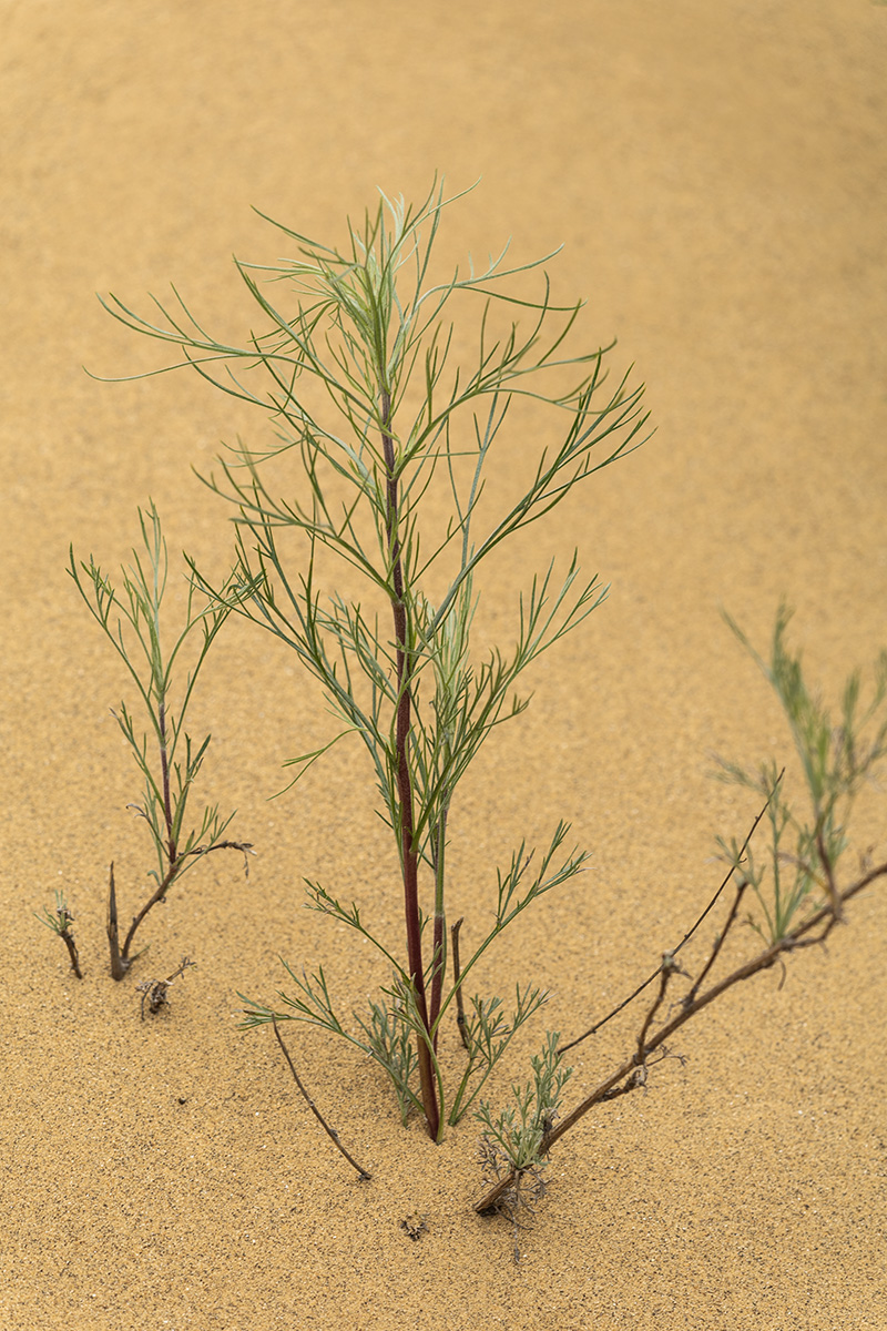 Image of Artemisia tschernieviana specimen.