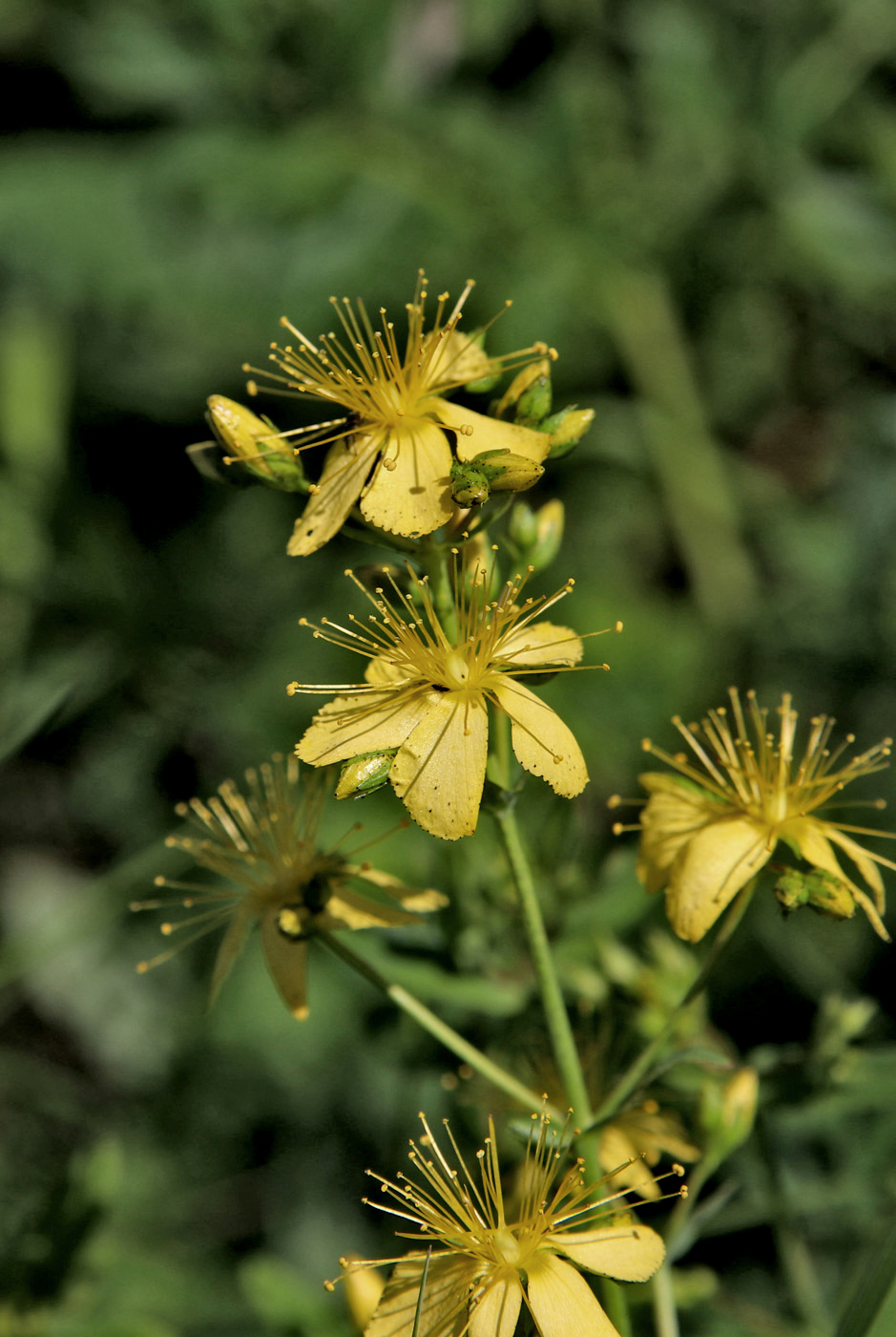 Изображение особи Hypericum elegans.