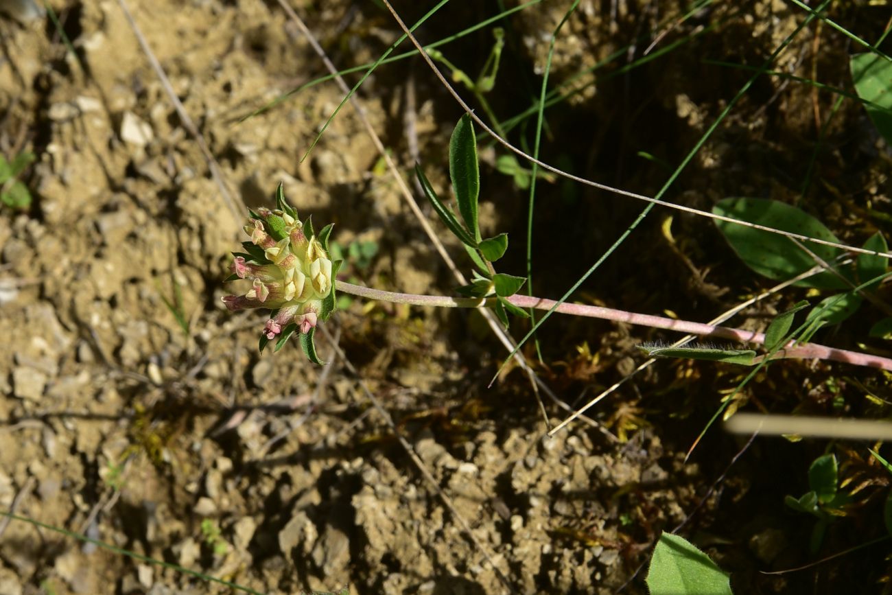 Image of familia Fabaceae specimen.