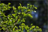 Ginkgo biloba. Верхушка ветви. Московская обл., Раменский р-н, окр. дер. Хрипань, садовый участок. 07.06.2026.