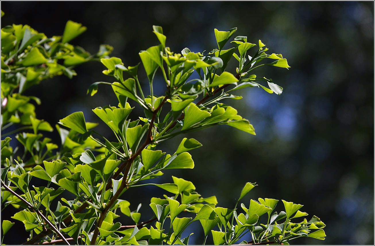 Изображение особи Ginkgo biloba.