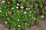Argyranthemum subspecies succulentum
