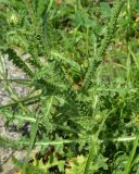 genus Carduus