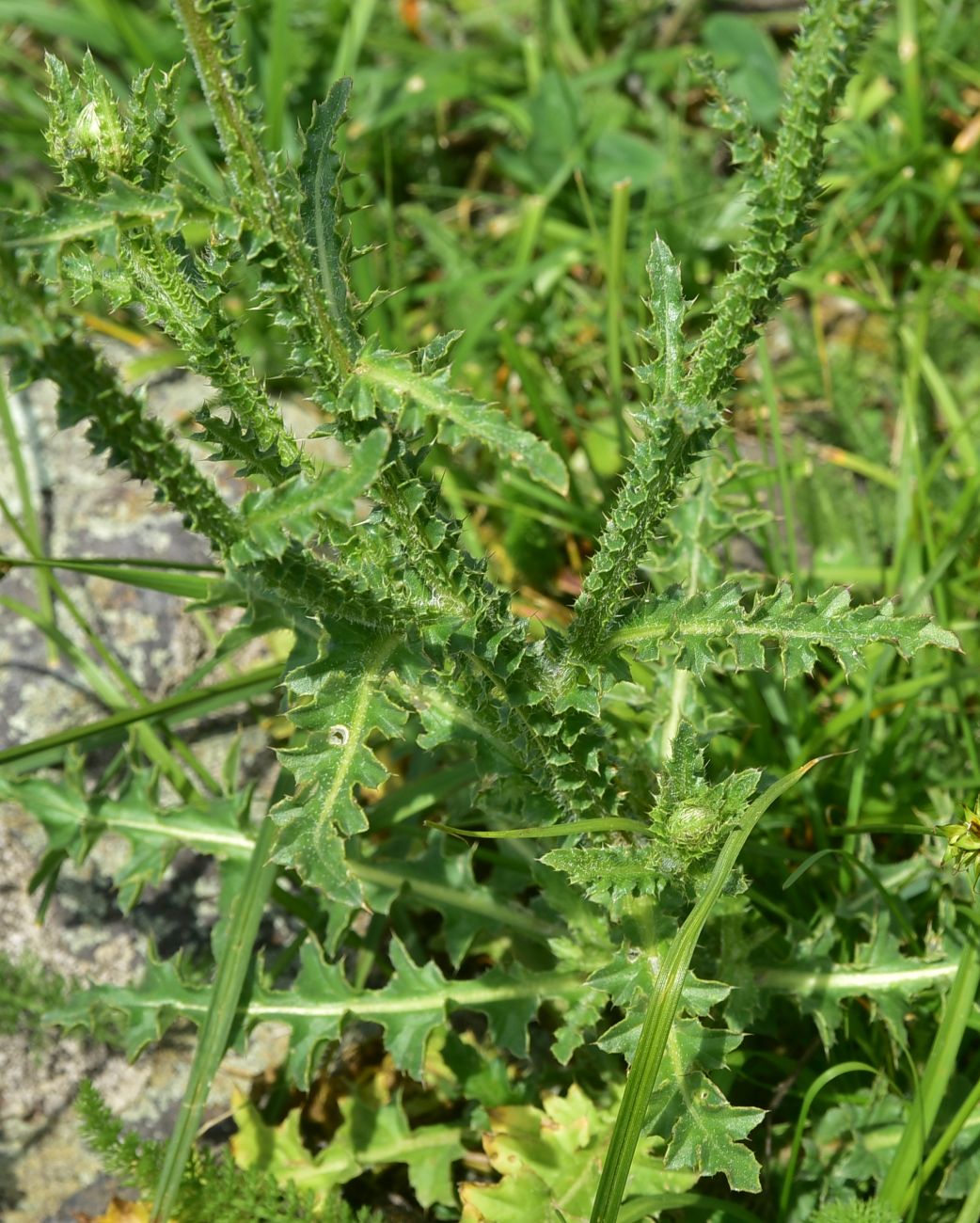 Image of genus Carduus specimen.