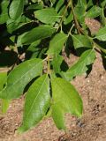 genus Salix. Часть ветви. Ленинградская обл., Ломоносовский р-н, окр. Шепелёвского маяка; п-ов Каравалдай, берег Финского залива, каменисто-песчаное подножье песчаного берегового вала. 20.06.2026.