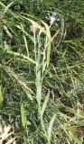genus Centaurea. Цветущее и плодоносящее растения. Армения, Вайоцдзорская обл., близ с. Мартирос, горный луг. 09.07.2022.