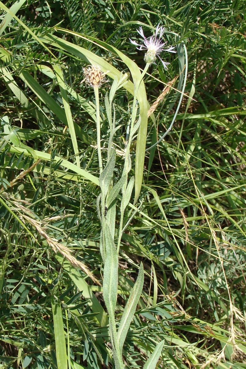 Image of genus Centaurea specimen.