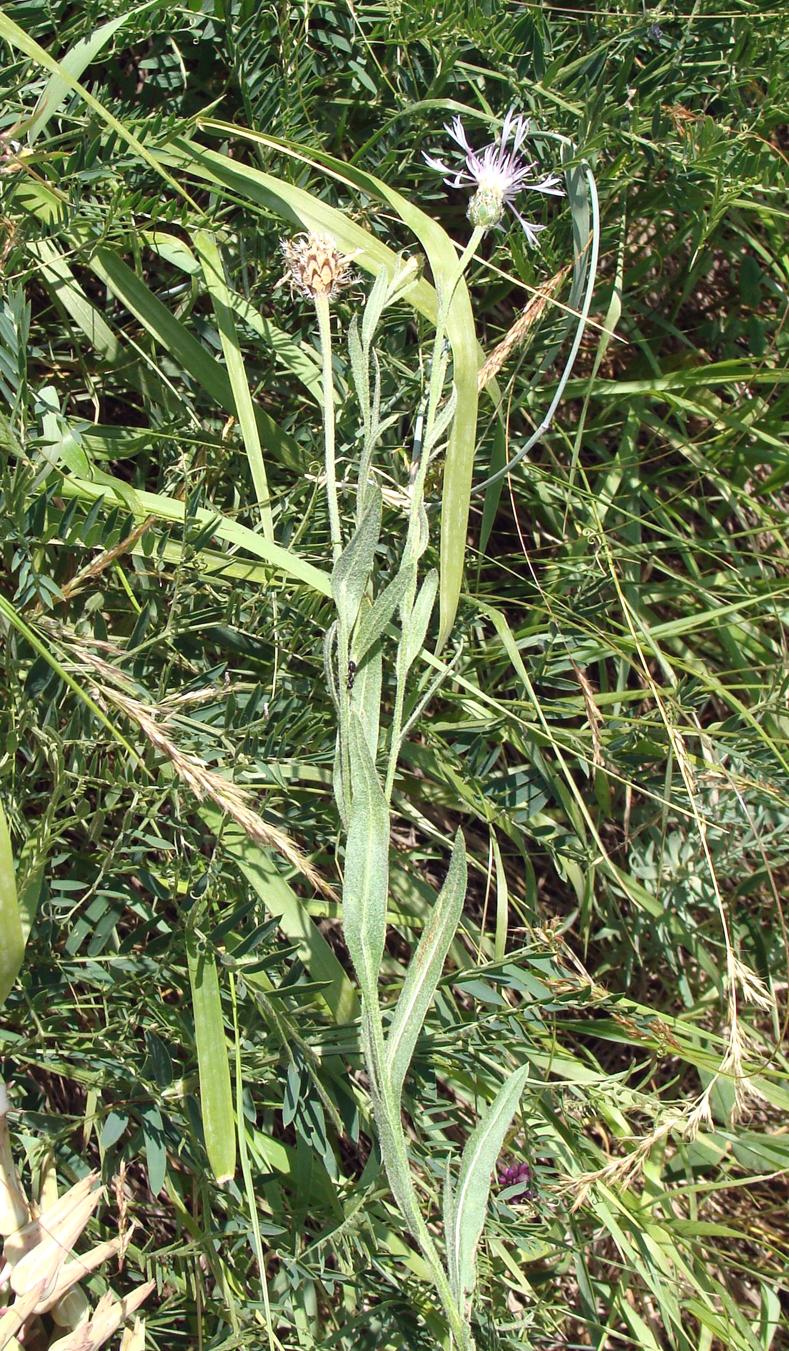 Image of genus Centaurea specimen.