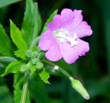 Epilobium hirsutum. Верхушка цветущего растения. Московская обл., окр. г Одинцово, смешанный лес на берегу небольшого пруда. Июль 2026 г.