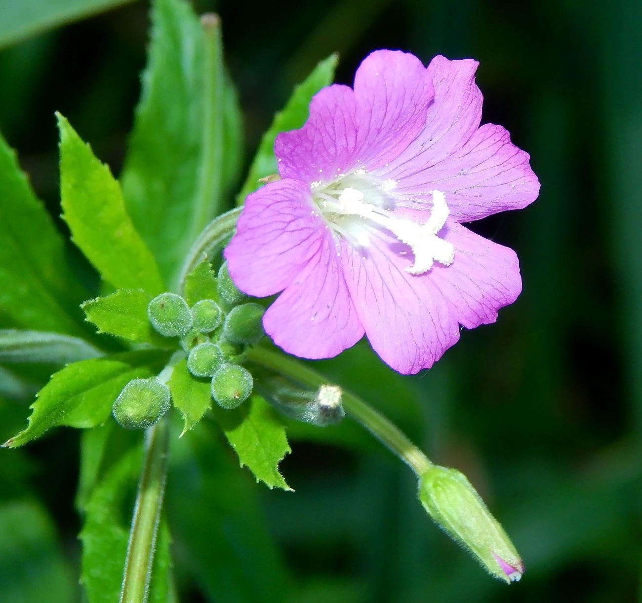 Image of Epilobium hirsutum specimen.