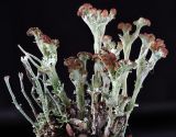 genus Cladonia