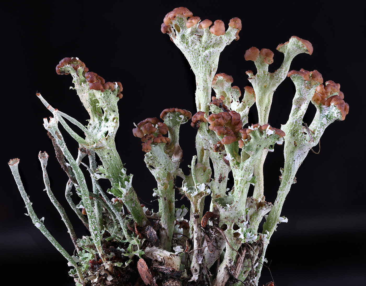 Image of genus Cladonia specimen.