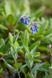 Mertensia pubescens. Верхушка цветущего растения; слева внизу плоды Phyllodoce caerulea. Хабаровский край, Охотский р-н, гора Ветреная, 1400 м н.у.м., кустарничково-лишайниковая тундра среди курумника. 29.07.2026.