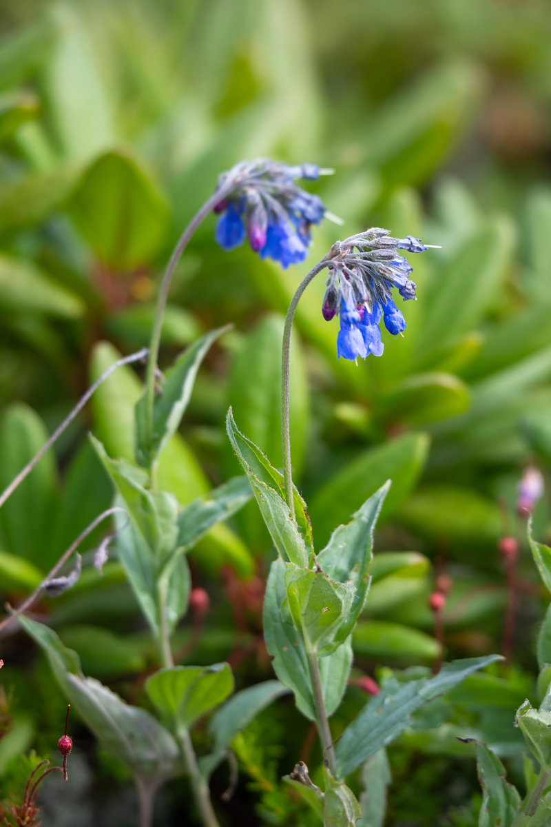 Изображение особи Mertensia pubescens.