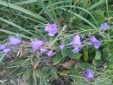 unknown species. Цветущее растение в березняке. Республика Татарстан (Татарстан), Спасский р-н, Трёхозёрское сельское поселение, остров Вертолётный. 08.07.2025.