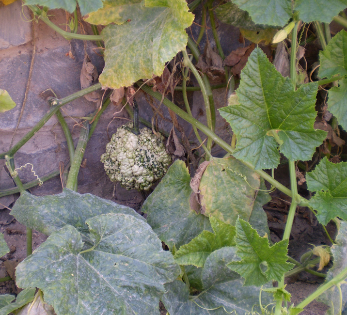 Image of Cucurbita pepo specimen.