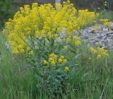 Isatis littoralis. Цветущее растение. Крым, Кутлакская бухта. 05.05.2011.