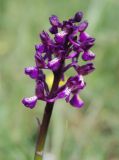 Anacamptis morio подвид caucasica. Соцветие. Южный Берег Крыма, пос. Новый Свет, гора Караул-Оба. 06.05.2011.