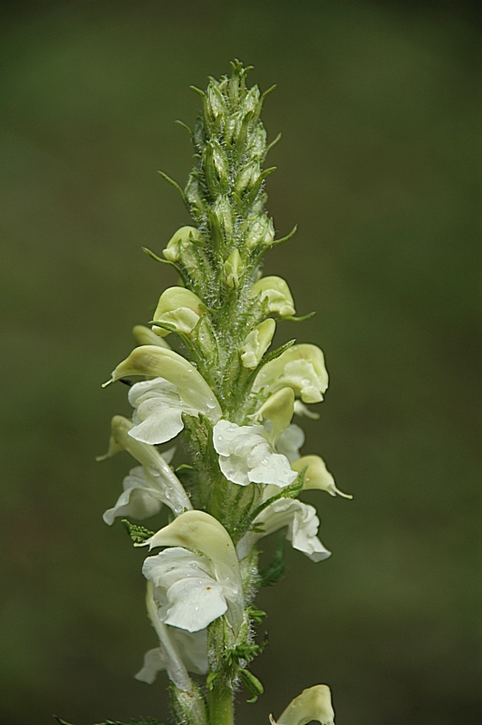 Image of Pedicularis dolichorrhiza specimen.
