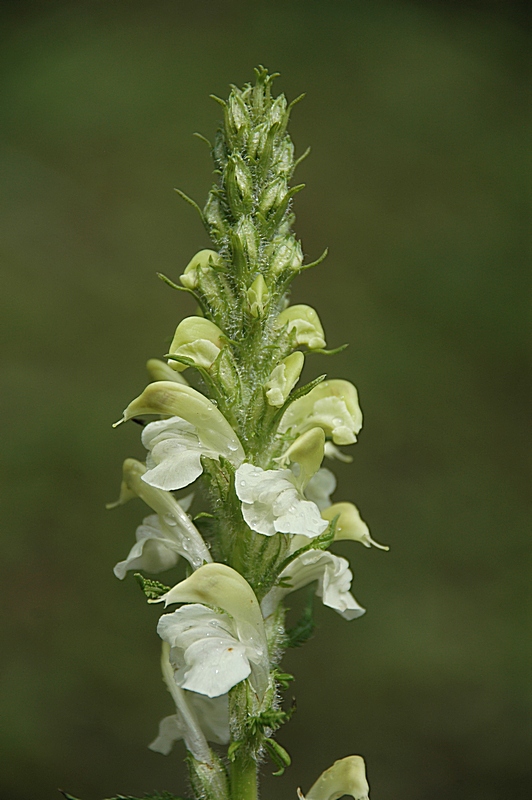 Изображение особи Pedicularis dolichorrhiza.