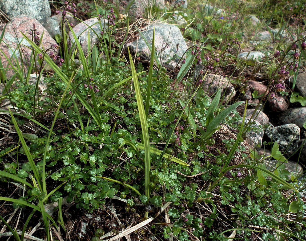 Изображение особи Thalictrum alpinum.