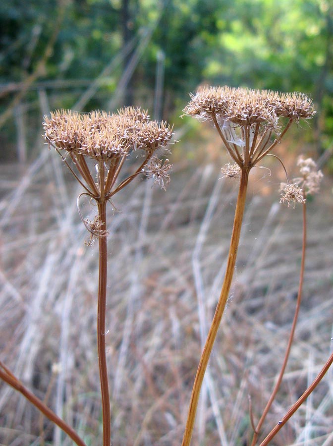 Изображение особи Oenanthe pimpinelloides.