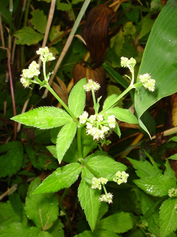 Изображение особи Sanicula chinensis.