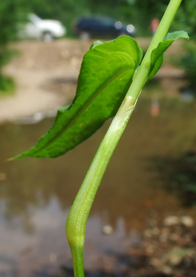 Изображение особи Bistorta manshuriensis.