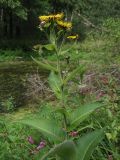 Inula helenium