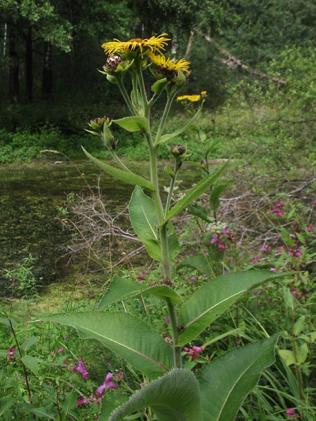 Image of Inula helenium specimen.