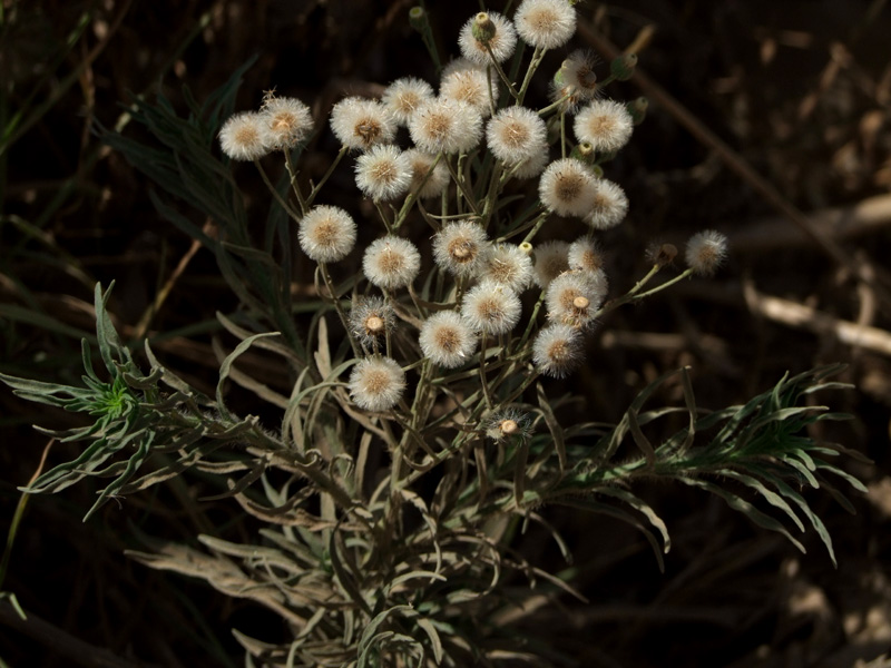 Image of Conyza bonariensis specimen.