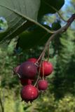 Amelanchier alnifolia