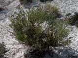 Limonium cretaceum. Цветущее растение в кальцефитной пустынно-степной группировке на меловом склоне. Казахстан, Актюбинская обл., Уильский р-н, севернее пос. Уил; меловая гряда Акшатау по пр. борту долины р. Уил. 25.06.2010.