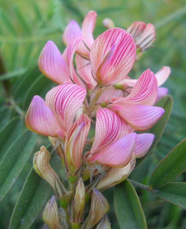 Image of Onobrychis arenaria specimen.