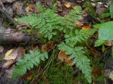 Dryopteris cristata