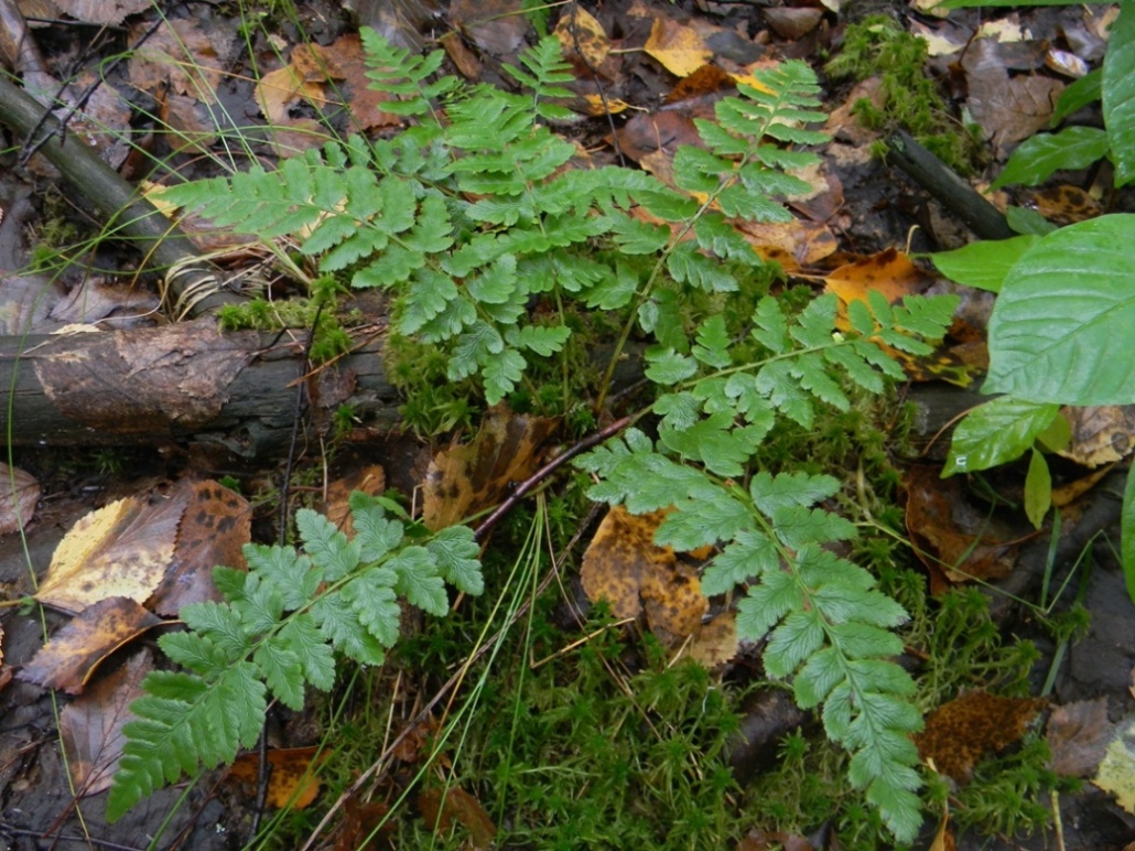 Image of Dryopteris cristata specimen.